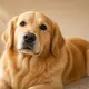 A pet